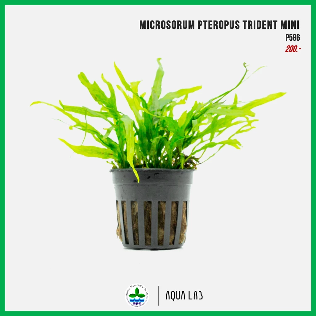 [APC] Microsorum pteropus trident mini (เฟิร์นรากดำไทรเดนท์มินิ) [ไม้น้ำ - Aquatic Plants] P586