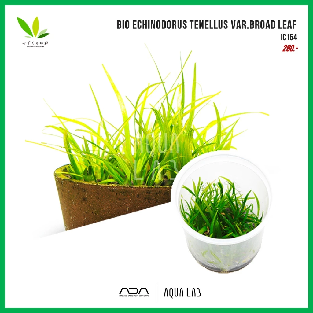 BIO Echinodorus tenellus var.broad leaf (เทเนลุสใบกว้าง) [ไม้น้ำ - Aquatic Plant]