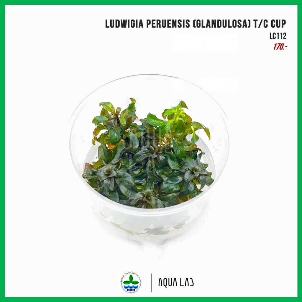 [APC] Ludwigia peruensis/glandulosa (ลัดวิเจียเปรูเอนซิส) - [ไม้น้ำ - Aquatic Plant] LC112