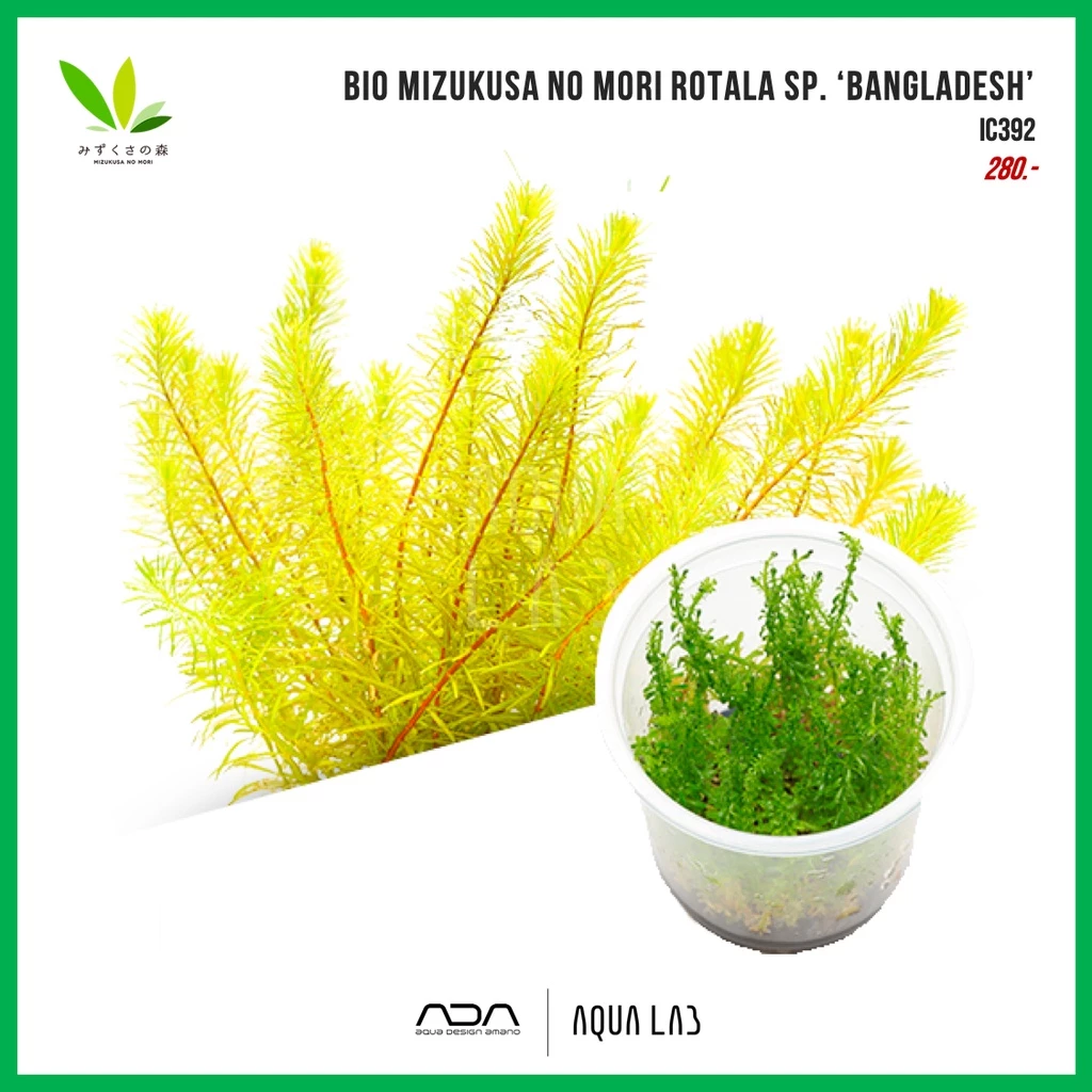 BIO Rotala sp. ‘Bangladesh’ (โรทาล่าบังคลาเทศ) [ไม้น้ำ - Aquatic Plant]