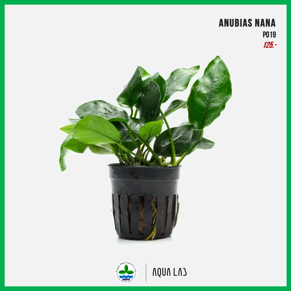 [APC] Anubias nana (อนูเบียสนานา) [ไม้น้ำ - Aquatic Plants] P019