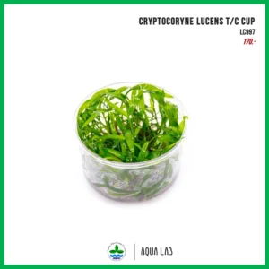 [APC] Cryptocoryne lucens (คริปลูเซ่น) [ไม้น้ำ - Aquatic Plant] LC997