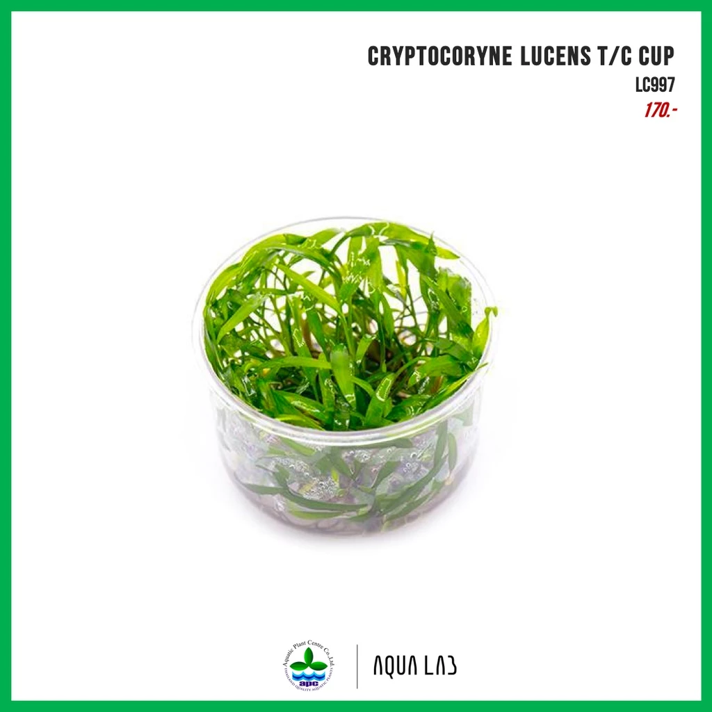 [APC] Cryptocoryne lucens (คริปลูเซ่น) [ไม้น้ำ - Aquatic Plant] LC997