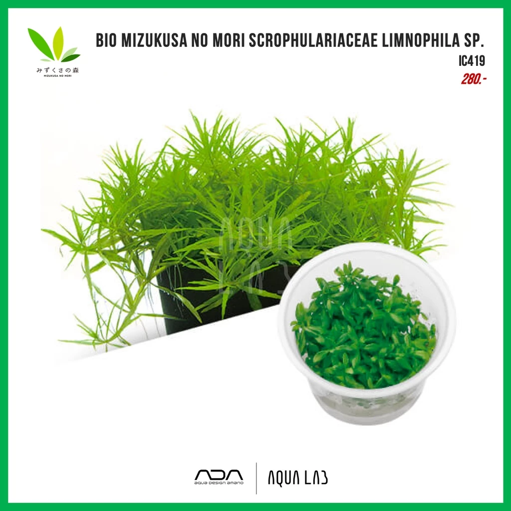 BIO Scrophulariaceae limnophila sp. (Limnophila aromatica 'Vietnam') [ไม้น้ำ - Aquatic Plant]