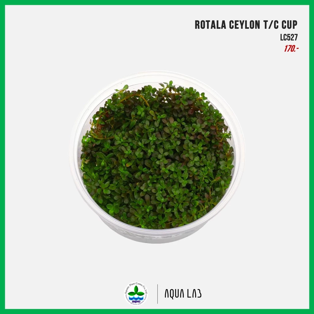 [APC] Rotala ceylon (โรทาล่าซิลอน/โรทาล่าศรีลังกา) [ไม้น้ำ - Aquatic Plants] LC527