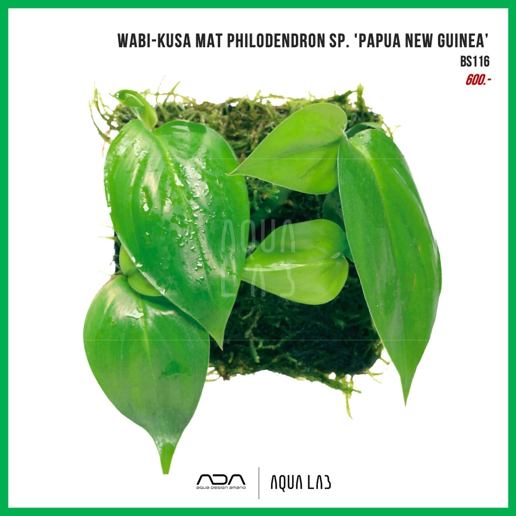 Wabi-Kusa Mat Philodendron sp. 'Papua New Guinea’ (ฟิโลฯ ปาปัว) [ไม้น้ำ - Aquatic Plant]