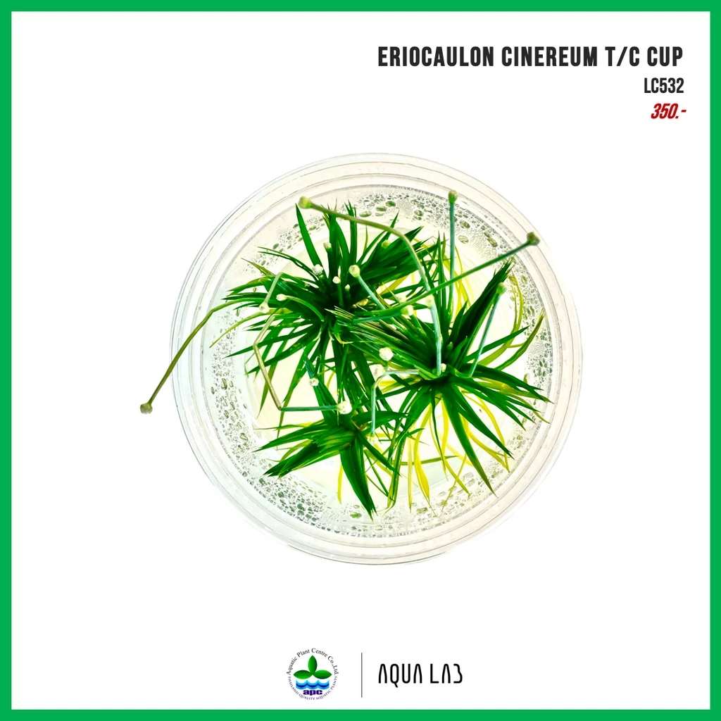 [APC] Eriocaulon Cinereum T/C CUP (กระดุมเงิน) [ไม้น้ำ - Aquatic Plant] LC532
