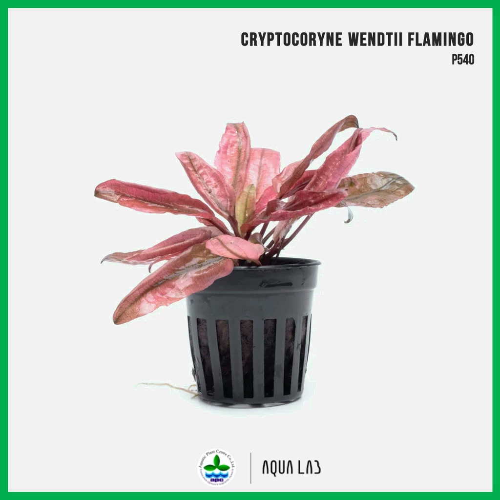 [APC] Cryptocoryne wendtii flamingo (คริปฟลามินโก้) [ไม้น้ำ - Aquatic Plant] P540