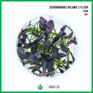 [APC] Echinodorus aflame T/C CUP (แอมะซอน เอเฟรม) [ไม้น้ำ - Aquatic Plant] LC986