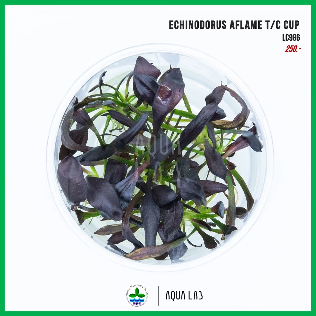 [APC] Echinodorus aflame T/C CUP (แอมะซอน เอเฟรม) [ไม้น้ำ - Aquatic Plant] LC986