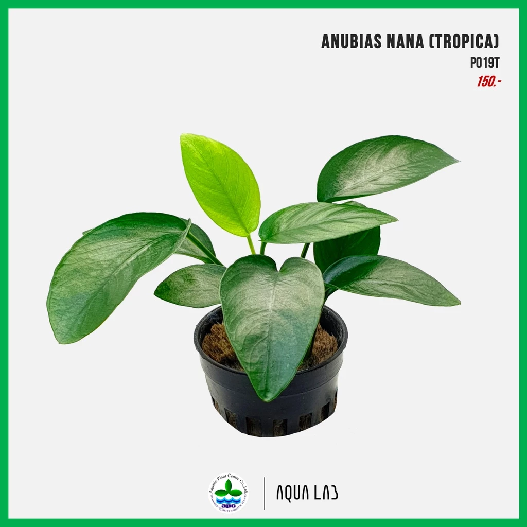 [APC] Anubias nana 'tropica type' (อนูเบียสนานะทรอปปิคา) [ไม้น้ำ - Aquatic Plants] P019T