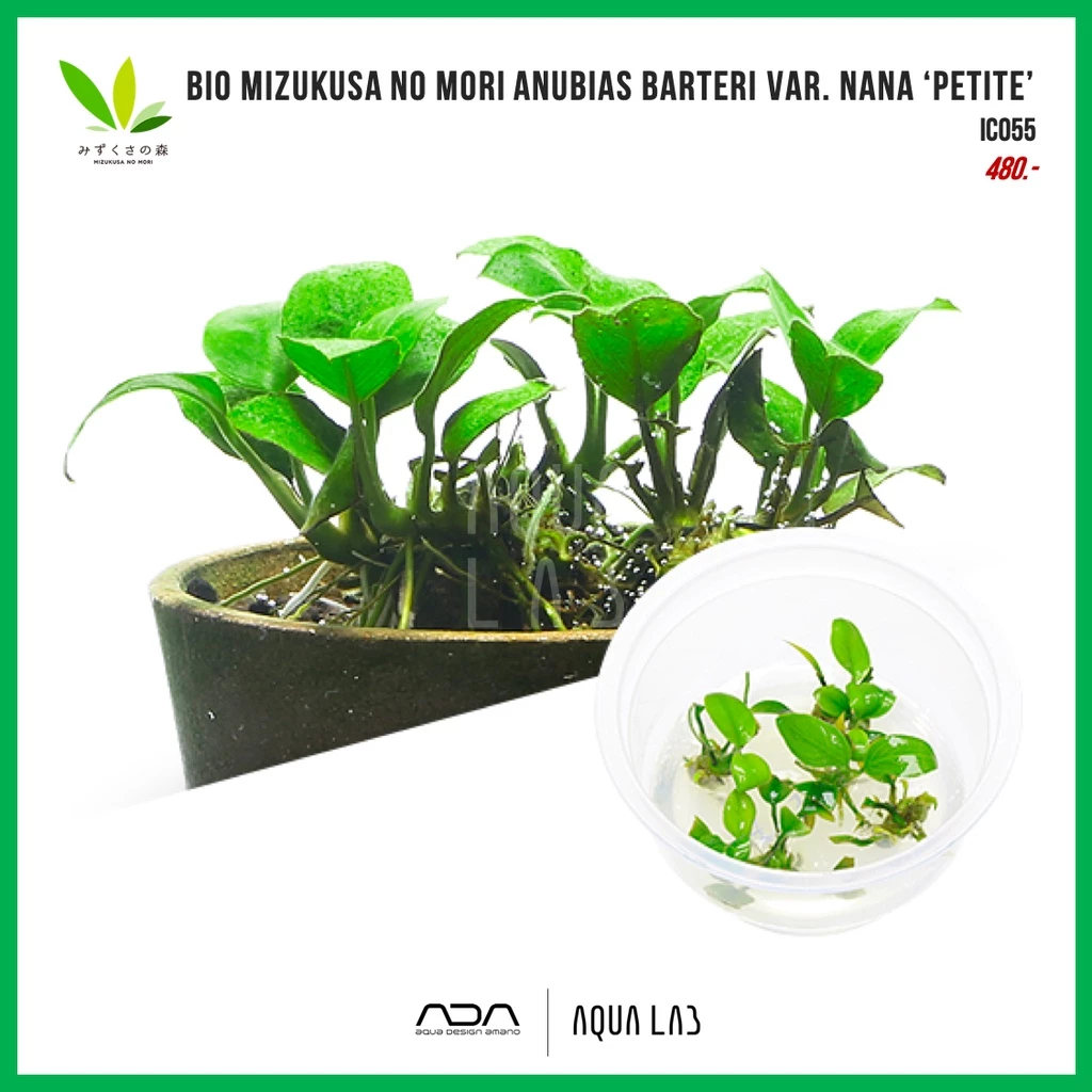 BIO Mizukusa no Mori Anubias barteri var. nana ‘Petite’ (อนูเบียสแคระ) [ไม้น้ำ - Aquatic Plant]