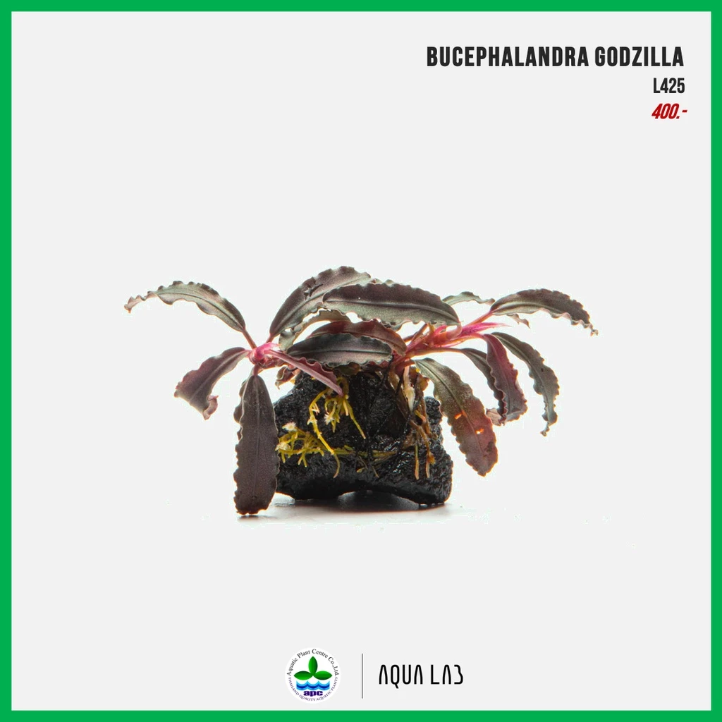[APC] Bucephalandra kedagang red / godzilla (บูเซปก็อตซิล่า) [ไม้น้ำ - Aquatic Plants] L425/P412