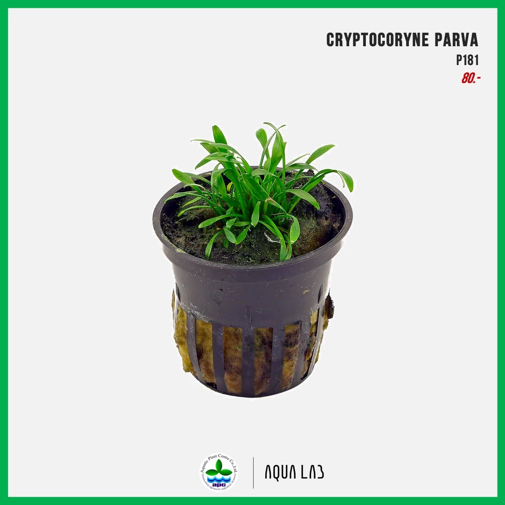 [APC] Cryptocoryne parva (คริปพาว่า) [ไม้น้ำ - Aquatic Plant] P181