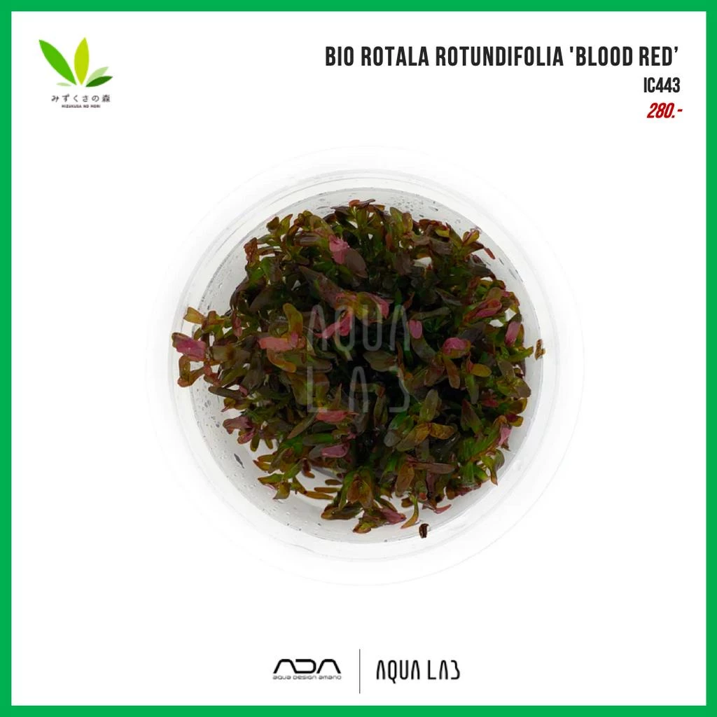 BIO Rotala rotundifolia 'Blood red' (โรทาล่าบลัดเรด) [ไม้น้ำ - Aquatic Plant] IC443