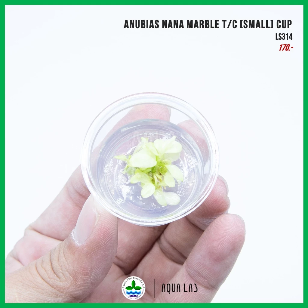 [APC] Anubias nana marble (อนูเบียสมาเบิ้ล) [ไม้น้ำ - Aquatic Plant] LS314/LC314