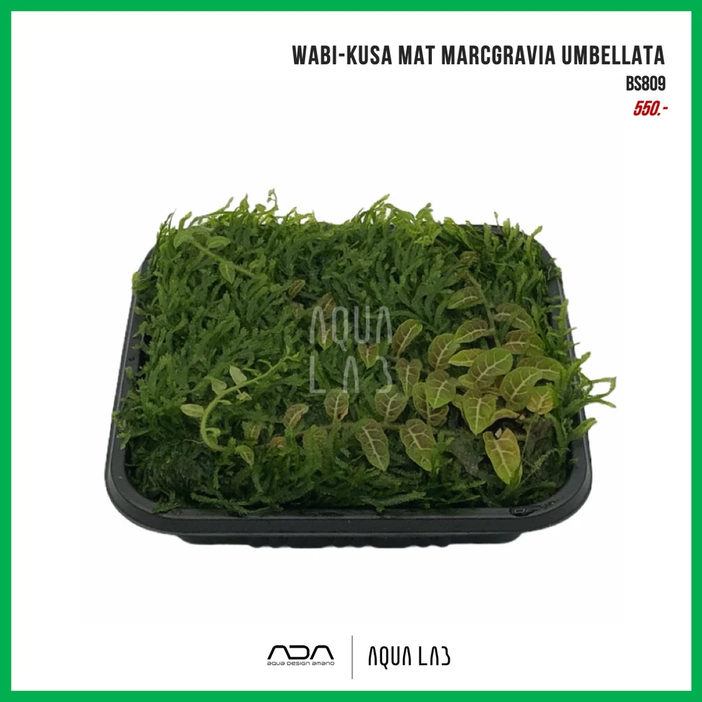 Wabi-Kusa Mat marcgravia umbellata [ไม้ชื้น - Jungle Plant]