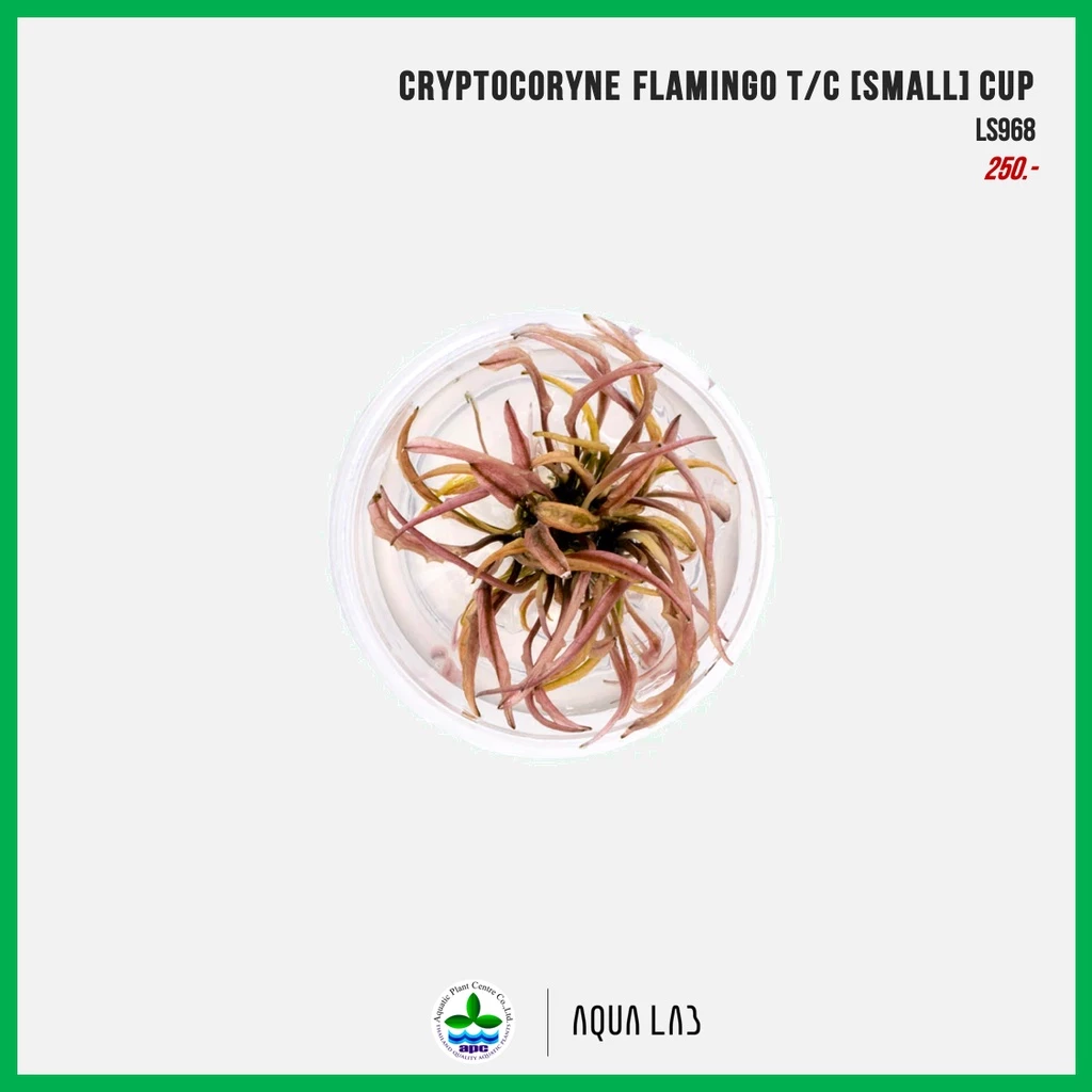 [APC] Cryptocoryne flamingo (คริปฟลามิงโก) [ไม้น้ำ - Aquatic Plant] LS968