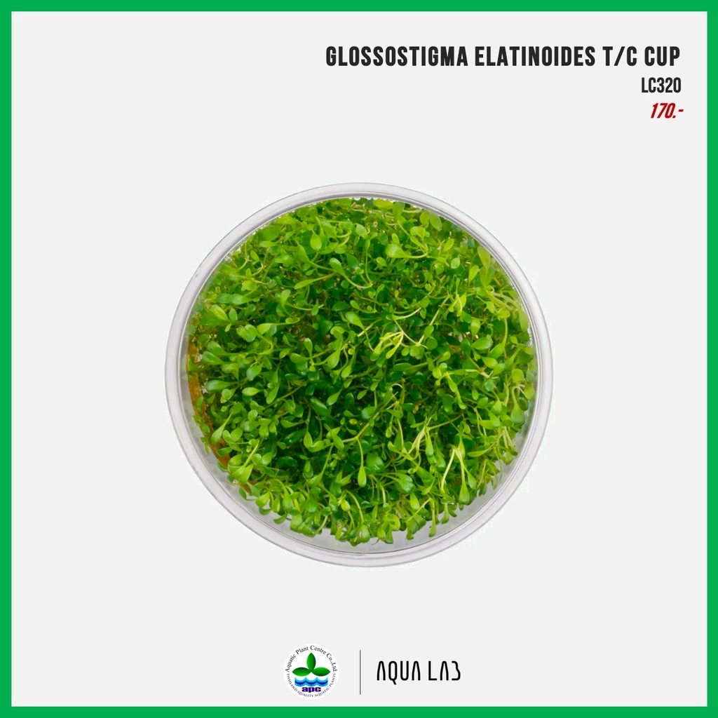 [APC] Glossostigma elatinoides (กรอสโซ) [ไม้น้ำ - Aquatic Plants] LC320