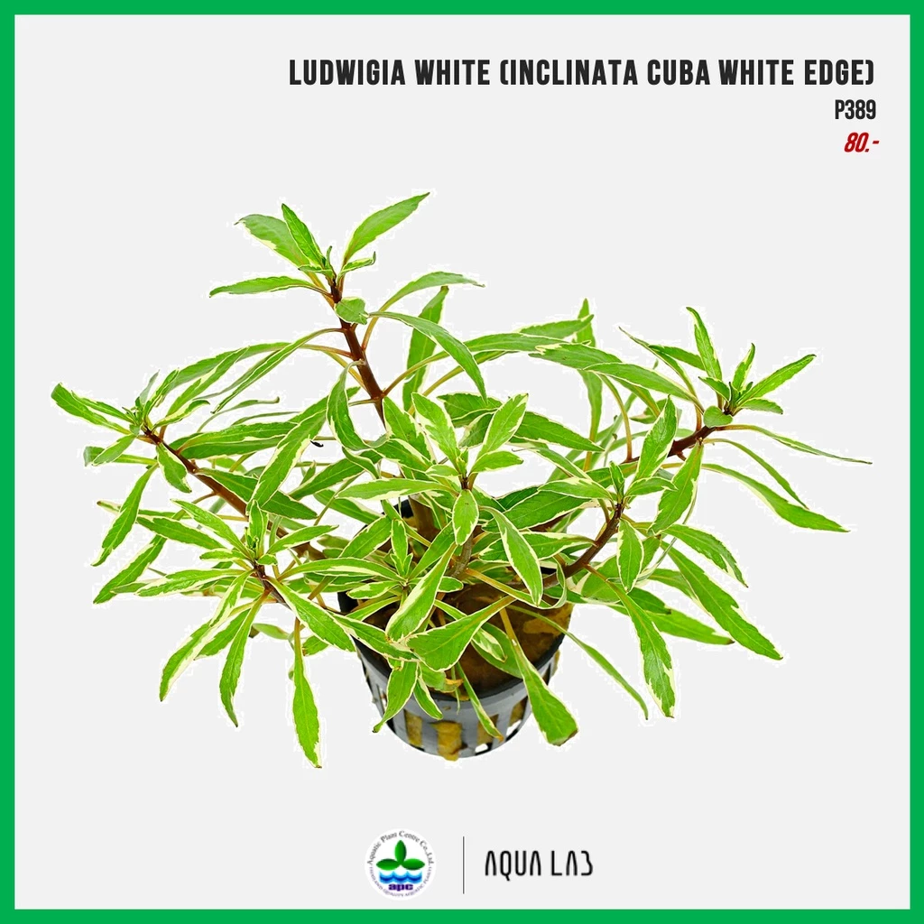 [APC] Ludwigia Ludwigia inclinata cuba white edge (ลัดวิเจียไวท์) [ไม้น้ำ - Aquatic Plants] P389