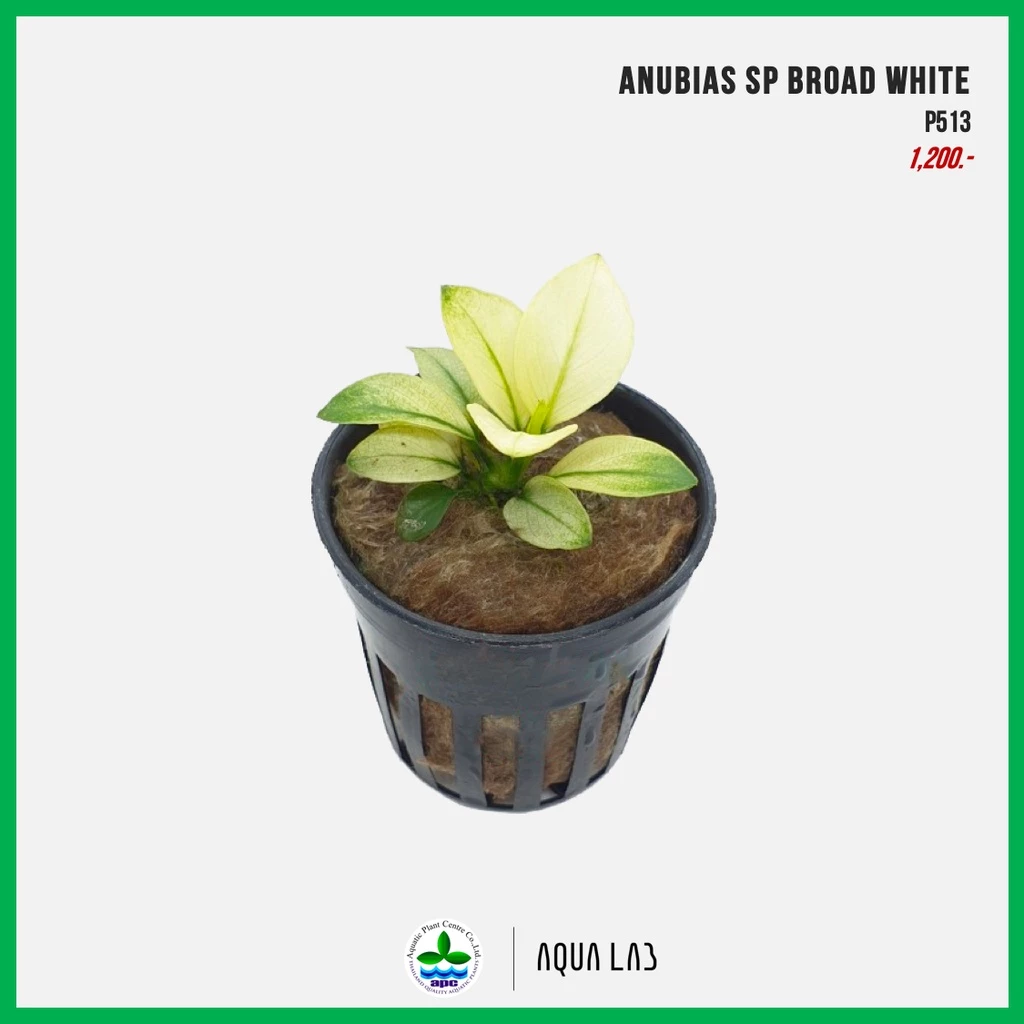 [APC] Anubias sp broad white (อนูเบียสบรอดไวท์) [ไม้น้ำ - Aquatic Plant]