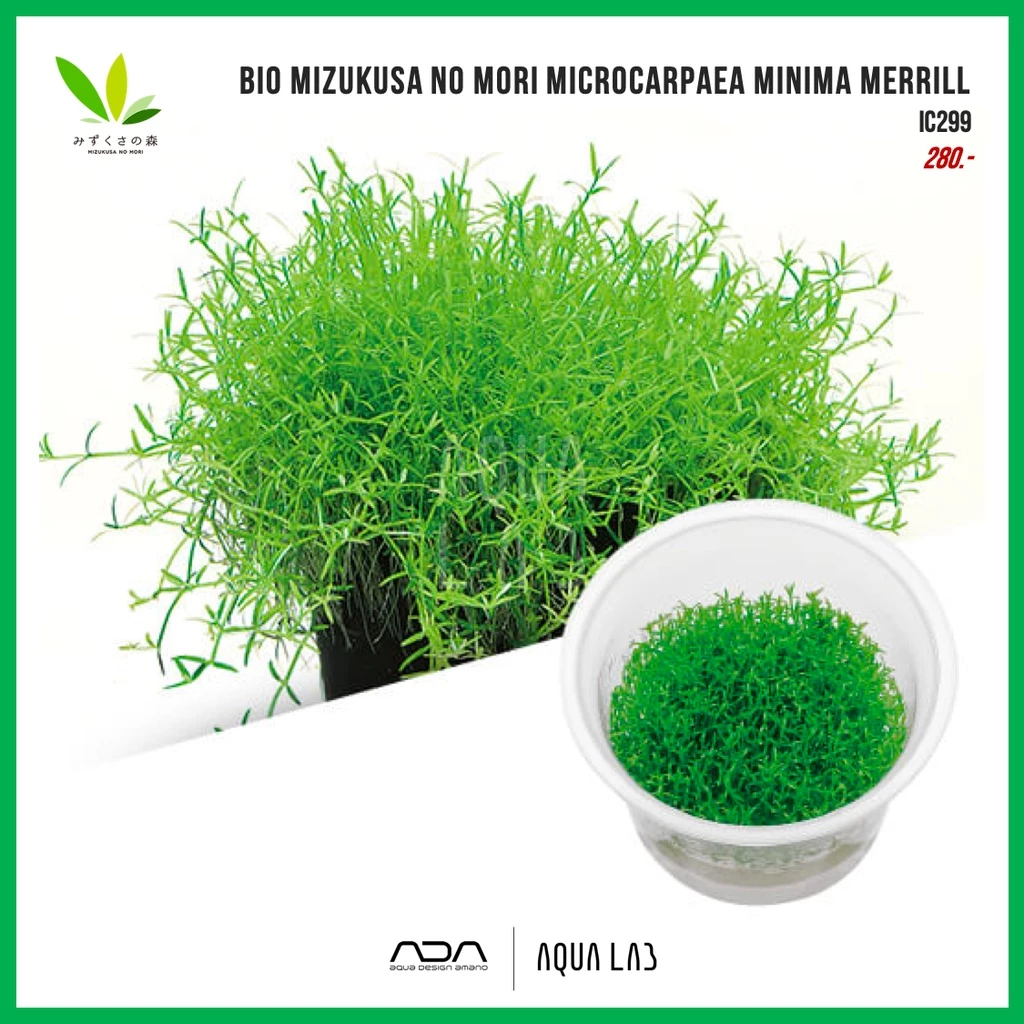 BIO Microcarpaea minima merill (มินิม่า) [ไม้น้ำ - Aquatic Plant] IC299