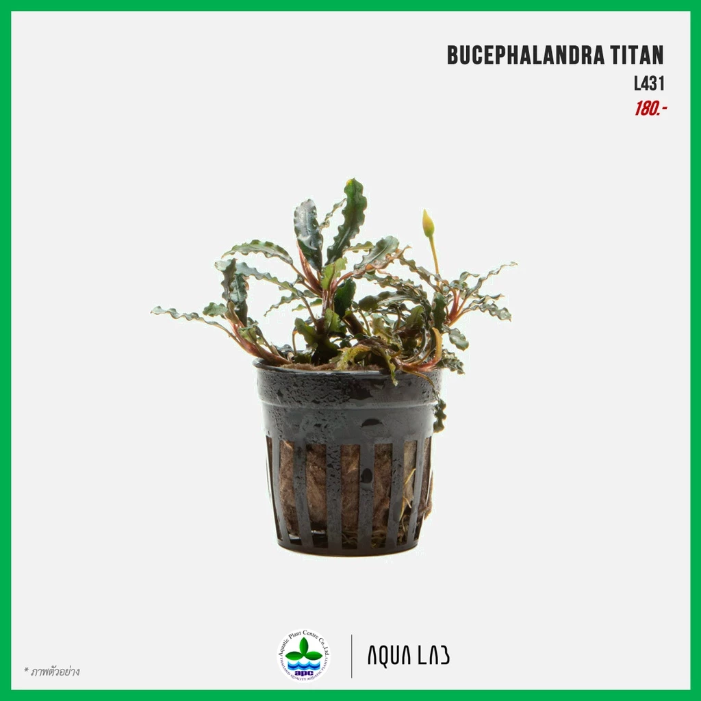 [APC] Bucephalandra titan (บูเซปไททัน) [ไม้น้ำ - Aquatic Plants] L431