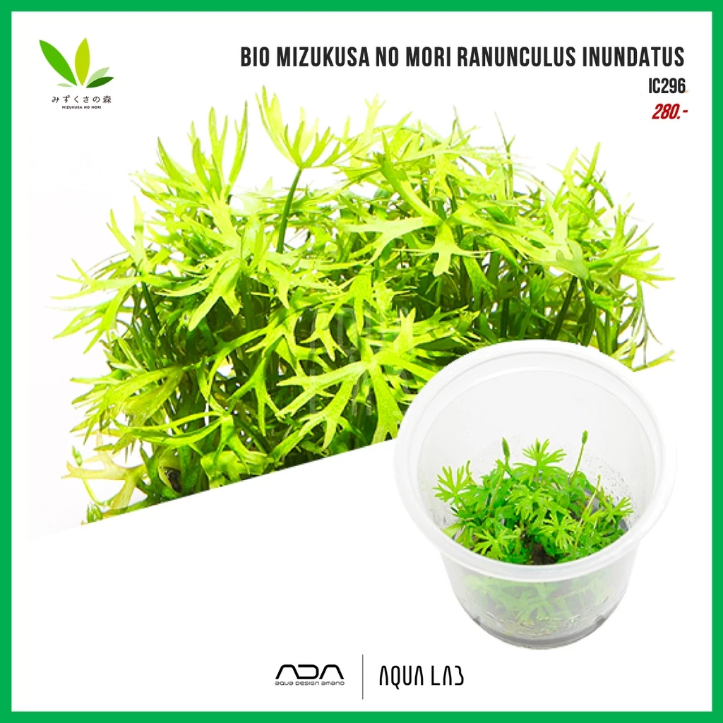 BIO Ranunculus inundatus (เพิร์ลใบมือ) [ไม้น้ำ - Aquatic Plant]