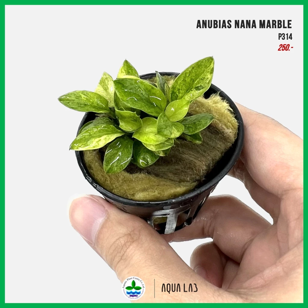 [APC] Anubias nana Marble (อนูเบียสมาร์เบิล) [ไม้น้ำ - Aquatic Plant] P314
