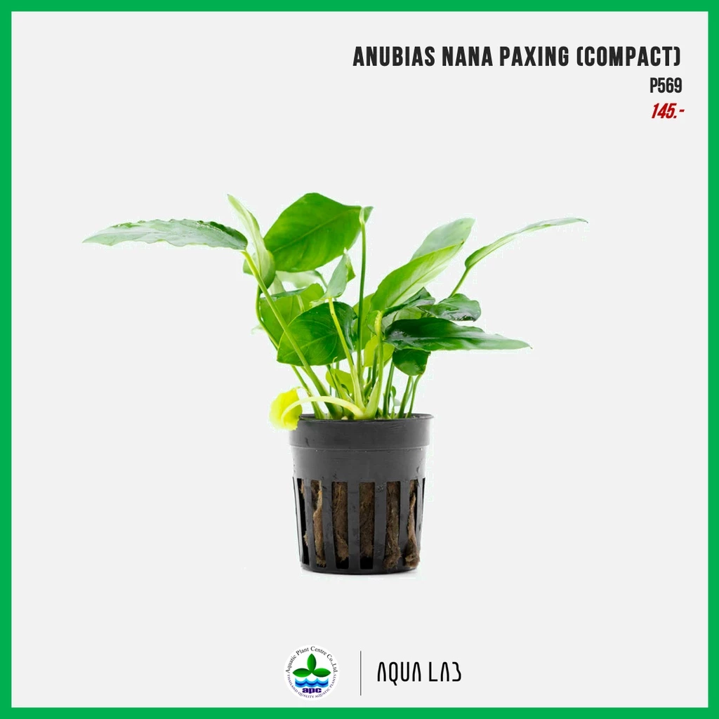 [APC] Anubias nana paxing (อนูเบียสแพคซิ่ง) [ไม้น้ำ - Aquatic Plants]