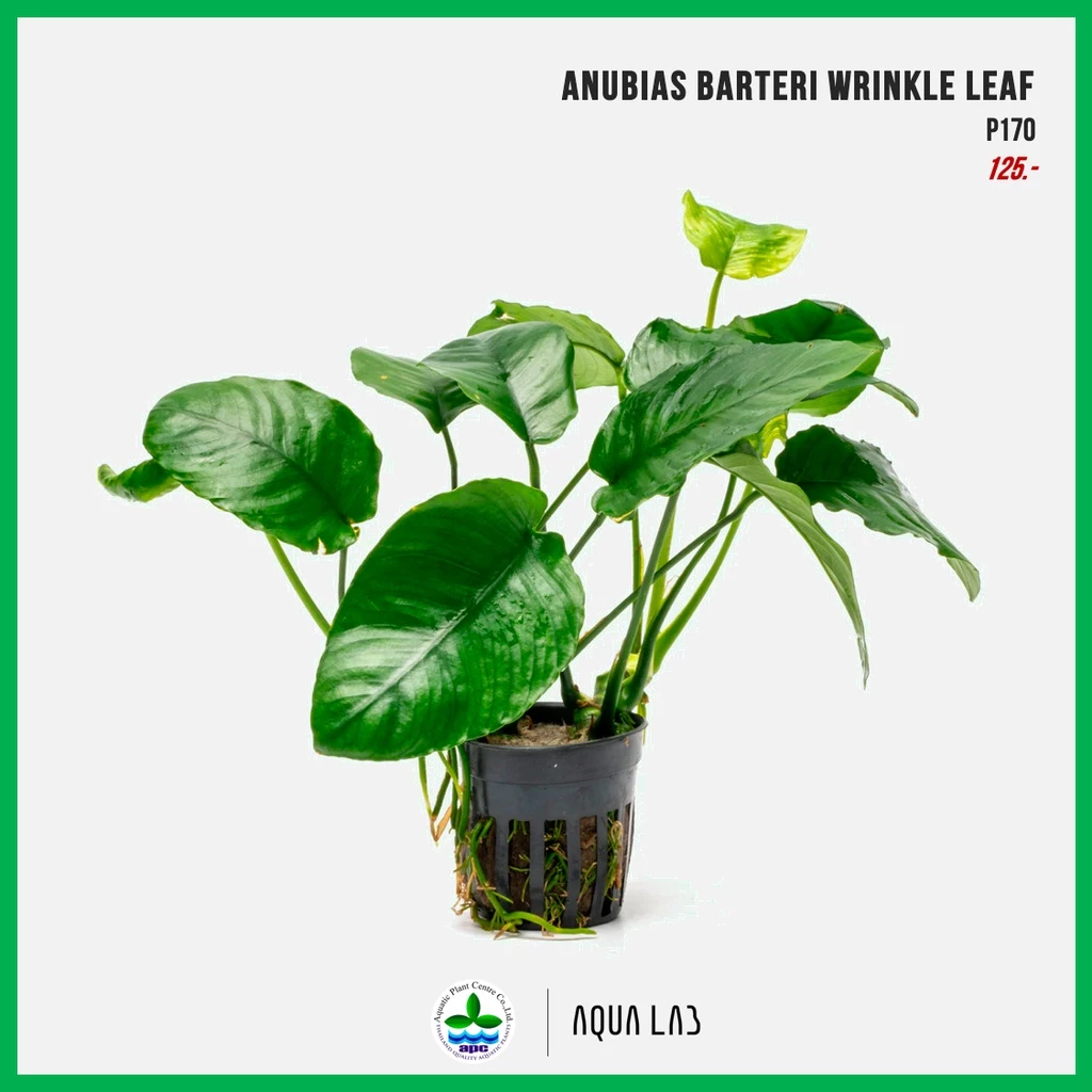 [APC] Anubias barteri wrinkle leaf (อนูเบียสบาเทอรี่ใบหยัก) [ไม้น้ำ - Aquatic Plants] P170