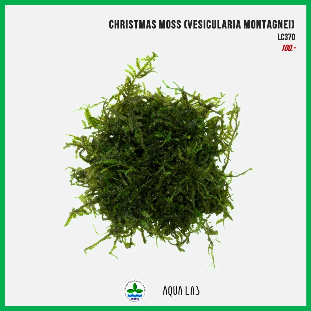 [APC] Christmas Moss (คริสมาสมอส) [ไม้น้ำ - Aquatic Plants]