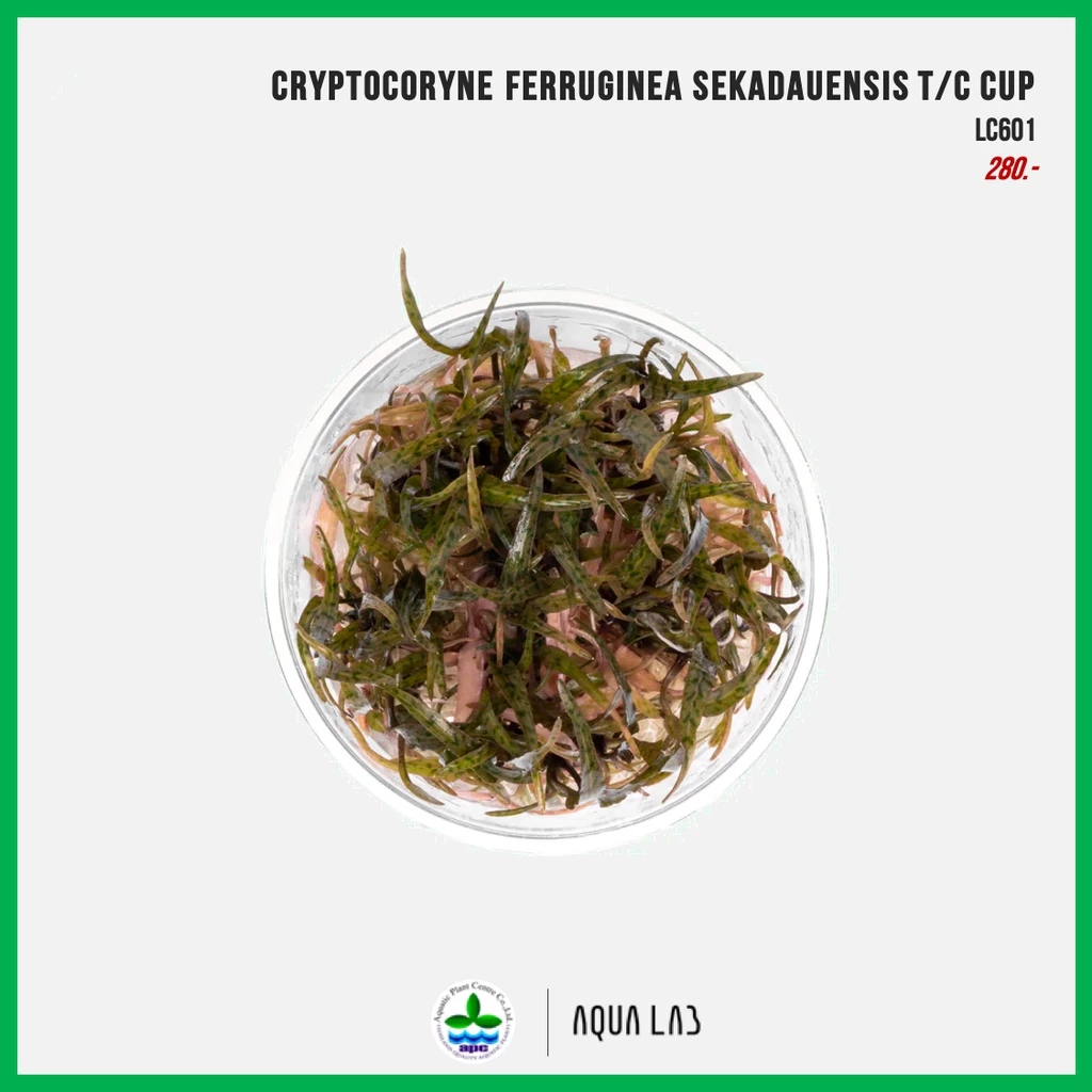 [APC] Cryptocoryne ferruginea sekadauensis T/C CUP [ไม้น้ำ - Aquatic Plant] LC601