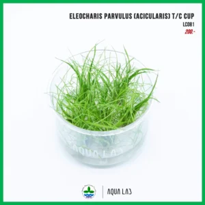 [APC] Eleocharis parvulus (acicularis) T/C CUP (แฮร์กลาส) [ไม้น้ำ - Aquatic Plant] LC081
