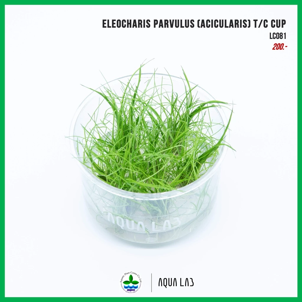 [APC] Eleocharis parvulus (acicularis) T/C CUP (แฮร์กลาส) [ไม้น้ำ - Aquatic Plant] LC081