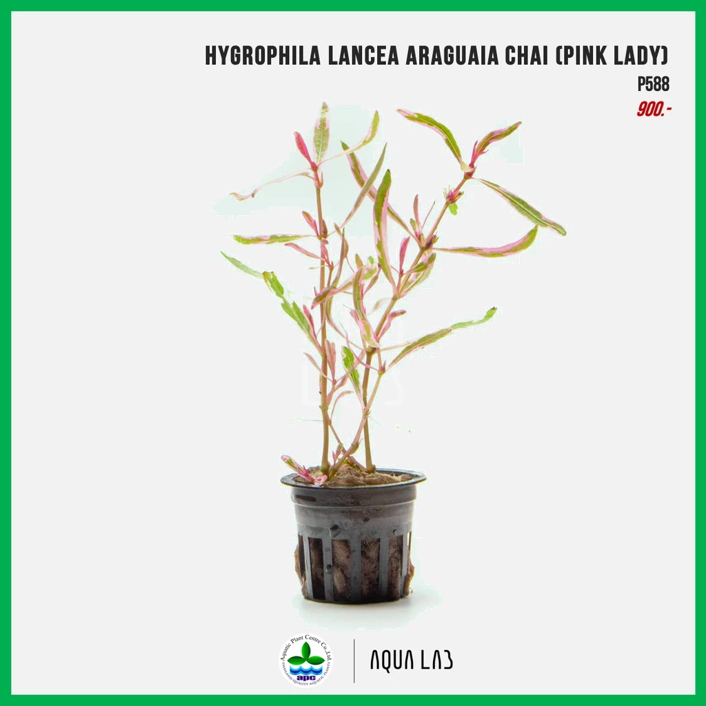 [APC] Hygrophila Lancea Araguaia Chai (ไฮโกรไช) [ไม้น้ำ - Aquatic Plant]
