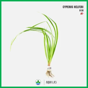 [APC] Cyperus helferi (หญ้าแห้วหมูน้ำ) [ไม้น้ำ - Aquatic Plant] B130