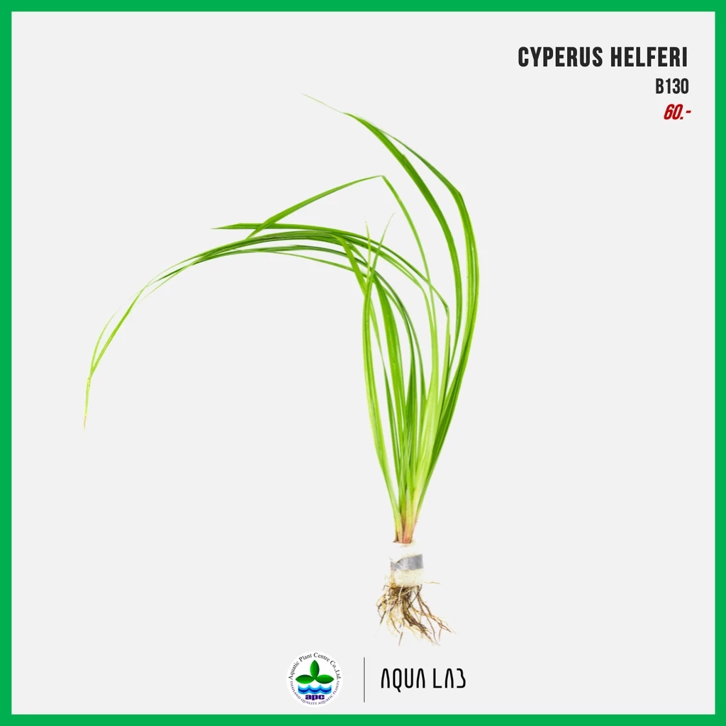 [APC] Cyperus helferi (หญ้าแห้วหมูน้ำ) [ไม้น้ำ - Aquatic Plant] B130