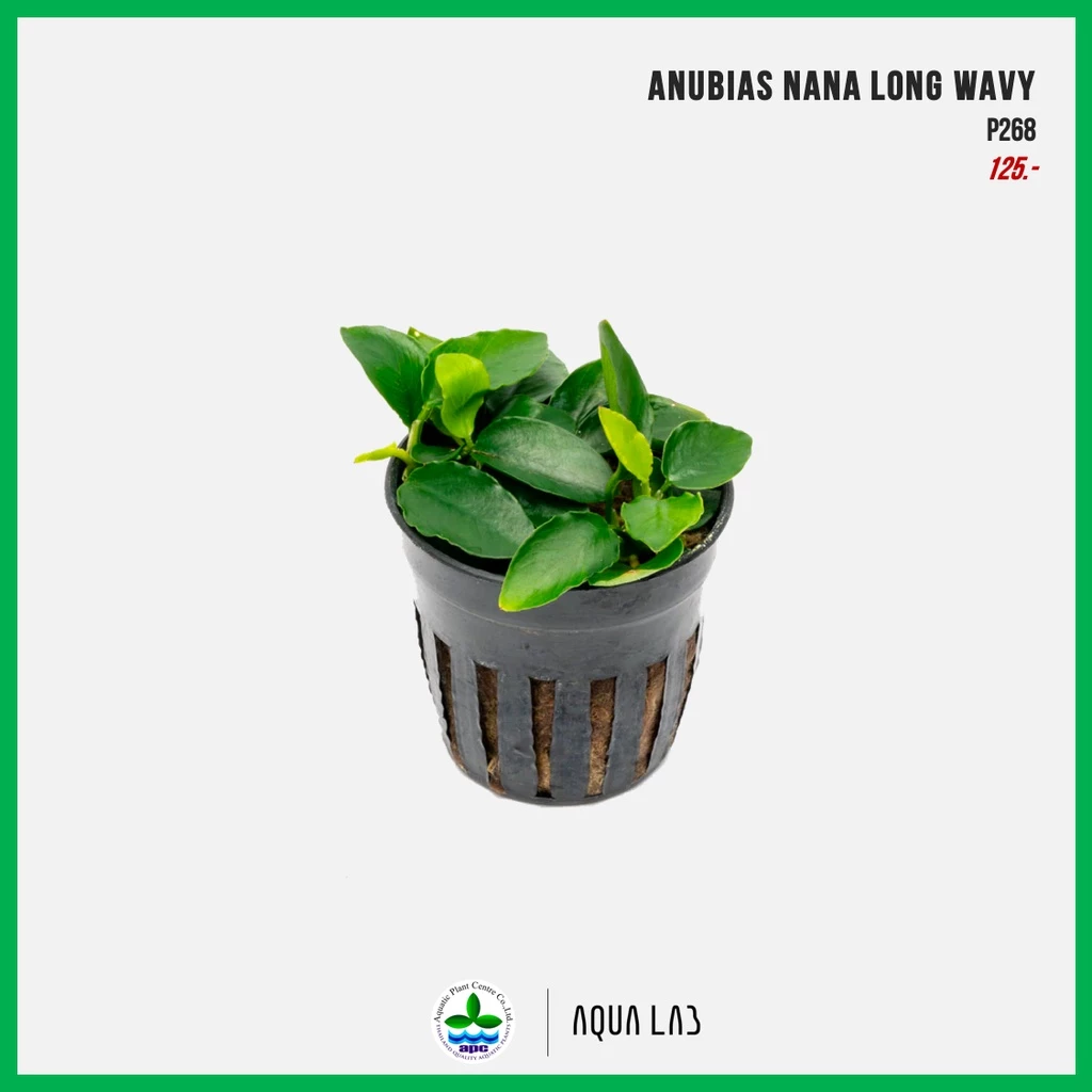 [APC] Anubias nana long wavy (อนูเบียสนานะใบหยัก) [ไม้น้ำ - Aquatic Plants]