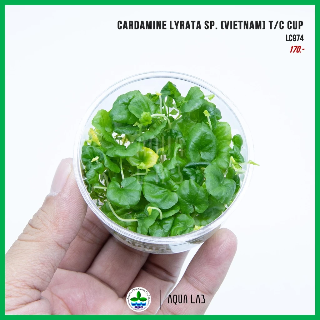 [APC] Cardamine lyrata sp. (Vietnam) (ตำลึงน้ำเวียดนาม) [ไม้น้ำ - Aquatic Plant] LC974