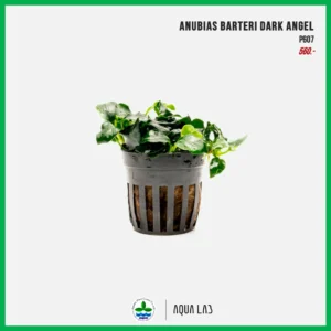 [APC] Anubias barteri dark angel (อนูเบียส ดาร์คแองเจิล) [ไม้น้ำ - Aquatic Plants] P607