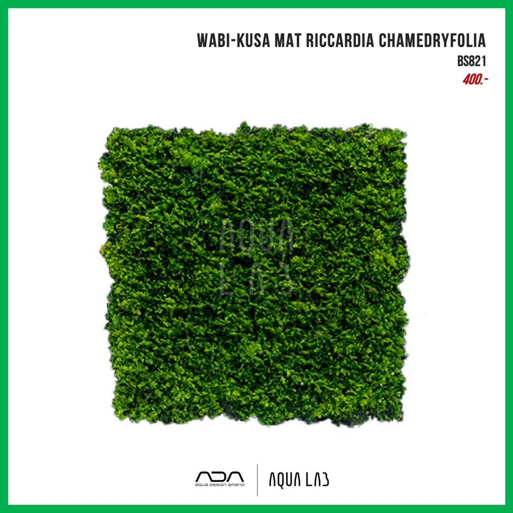 Wabi-Kusa Mat Riccardia chamedryfolia (มอสริคาเดีย) [ไม้น้ำ - Aquatic Plant]
