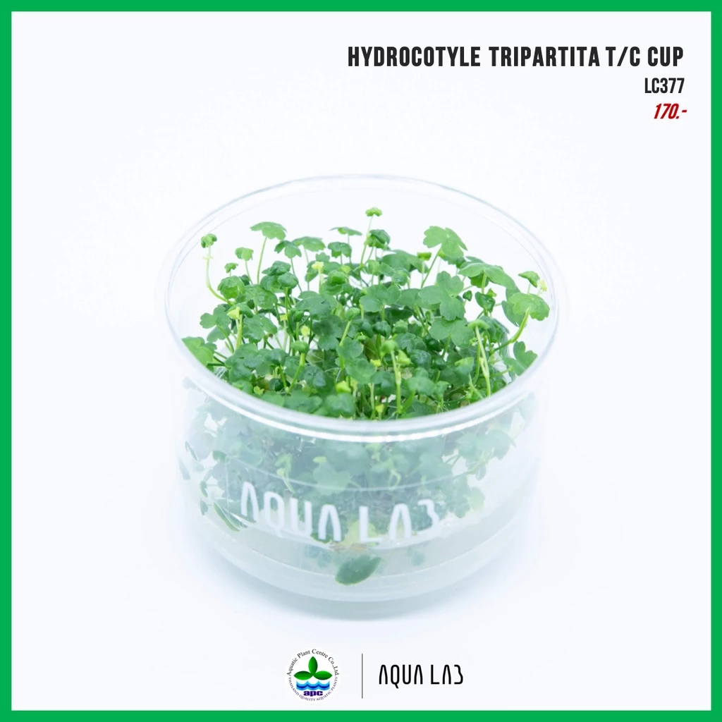 [APC] Hydrocotyle tripartita T/C CUP (แว่นแก้วจิ๋วญี่ปุ่น) [ไม้น้ำ - Aquatic Plant] LC377