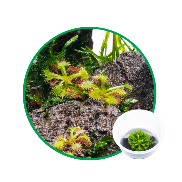 ไม้ชื้น / Terrarium