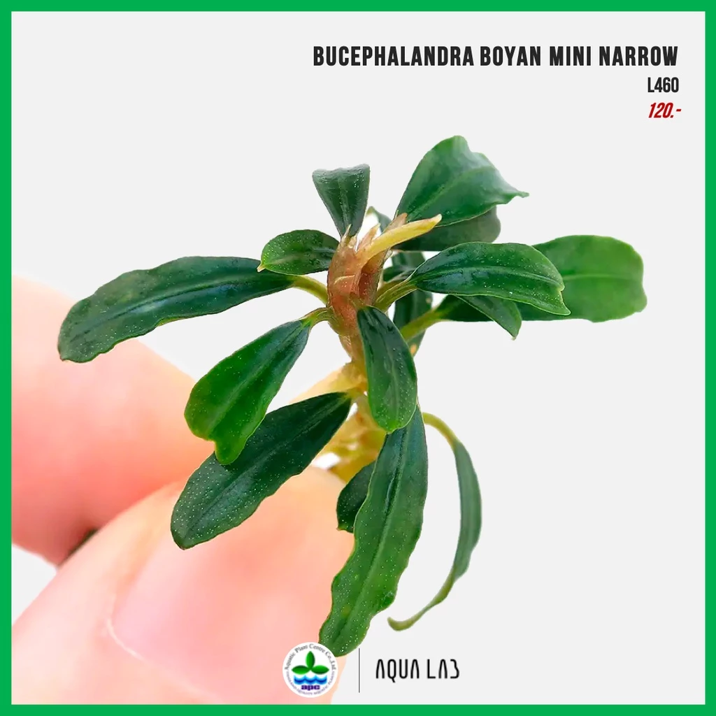 [APC] Bucephalandra boyan mini narrow (บูเซปโบยันมินิ) [ไม้น้ำ - Aquatic Plants] L460
