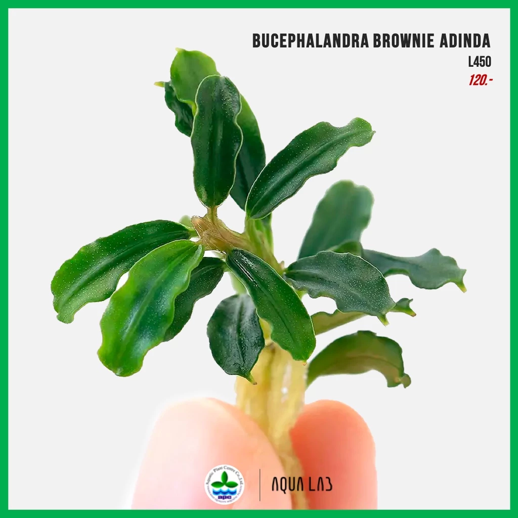 [APC] Bucephalandra brownie adinda (บูเซปบราวนี่อะดินดา) [ไม้น้ำ - Aquatic Plants] L450