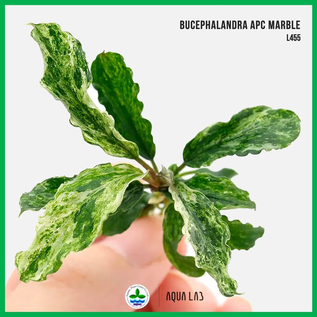 [APC] Bucephalandra APC marble (บูเซปเอพีซีมาเบิ้ล) [ไม้น้ำ - Aquatic Plant] L455
