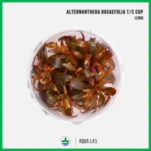 [APC] Alternanthera rosaefolia (เรเนกกี้โรเซ่) [ไม้น้ำ - Aquatic Plants] LC958