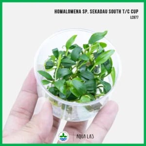 [APC] Homalomena sp. Sekadau South (โฮมาโลมีนา sp.) [ไม้น้ำ - Aquatic Plants] LC977
