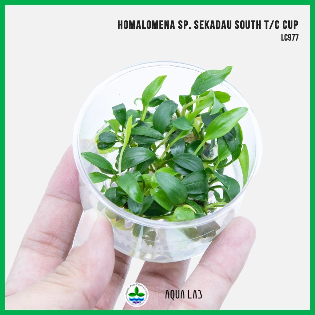 [APC] Homalomena sp. Sekadau South (โฮมาโลมีนา sp.) [ไม้น้ำ - Aquatic Plants] LC977